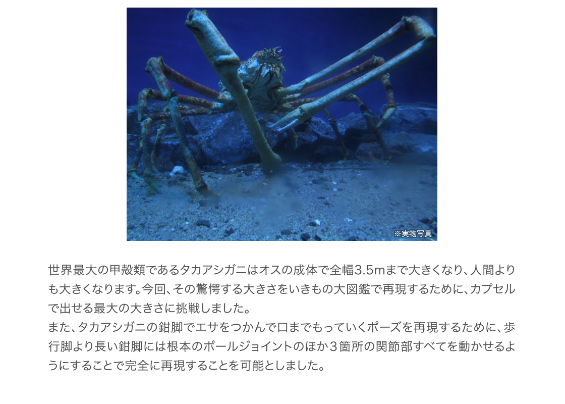 世界最大の甲殻類 タカアシガニ