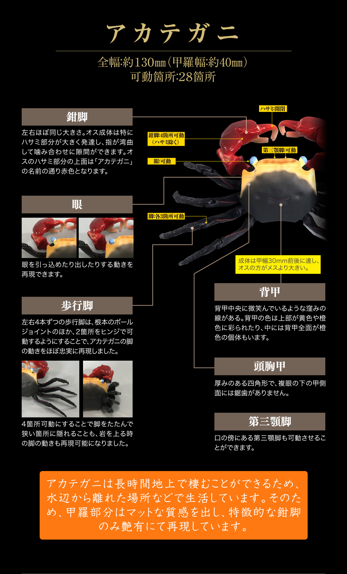 アカテガニ 全幅：約130mm（甲羅幅：40mm） 可動箇所：28箇所