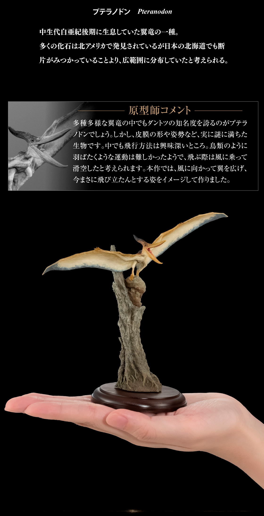 プテラノドン Pteranodon