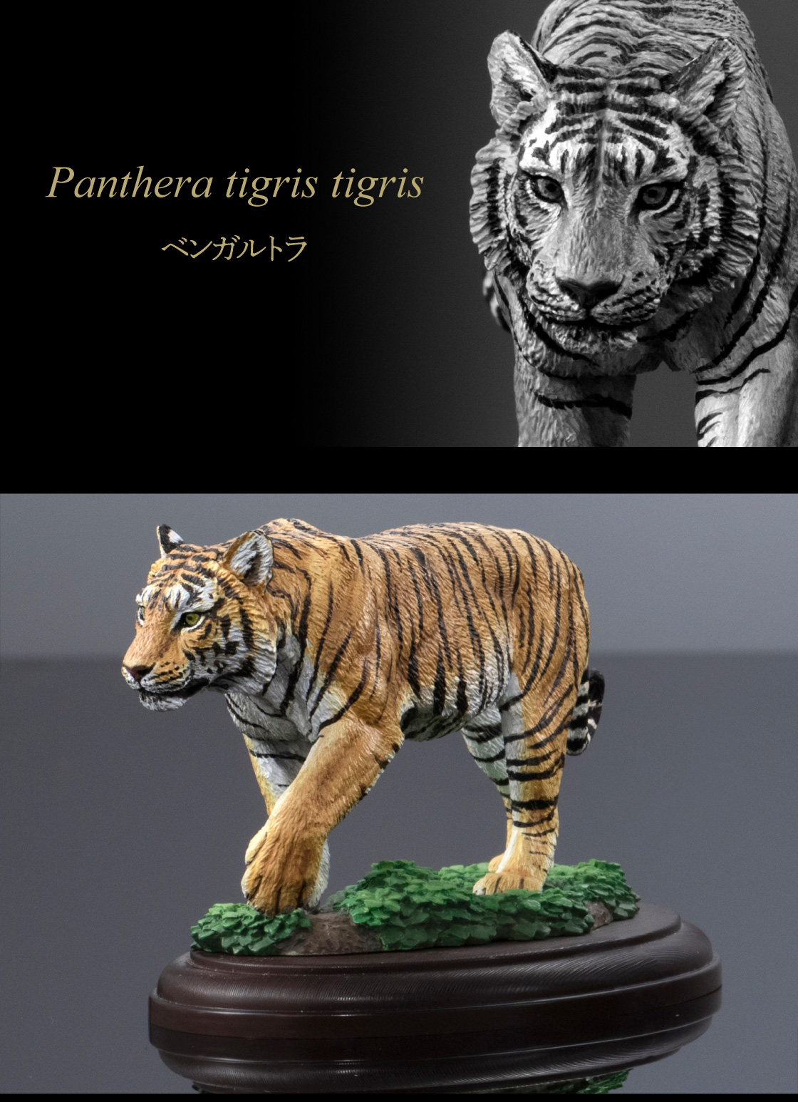 Panthera tigris tigris ベンガルトラ