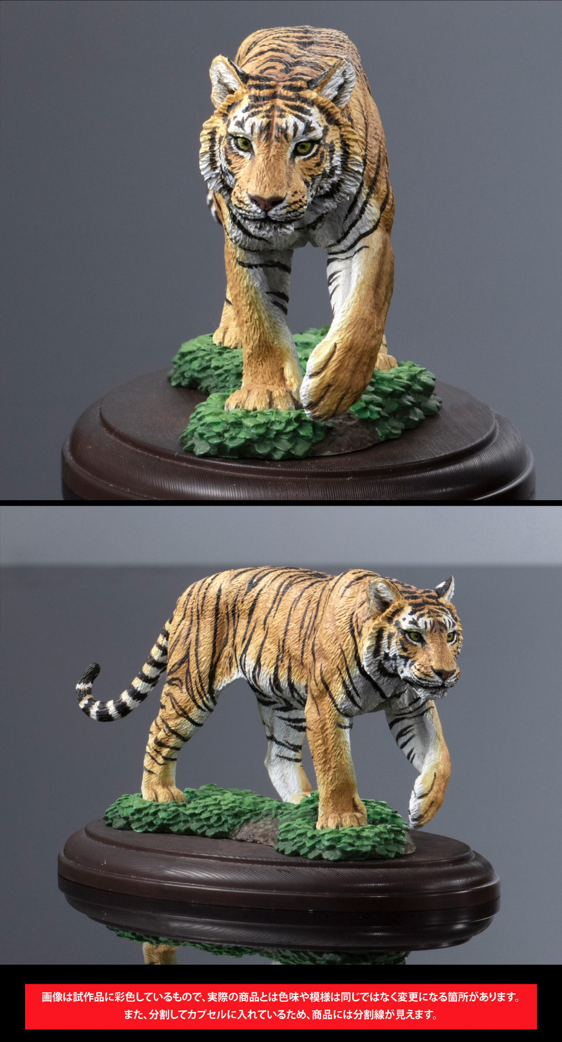 ベンガルトラ 画像は試作品に彩色しているもので、実際の商品とは色味や模様は同じではなく変更になる箇所があります。また、分割してカプセルに入れているため、商品には分割線が見えます。