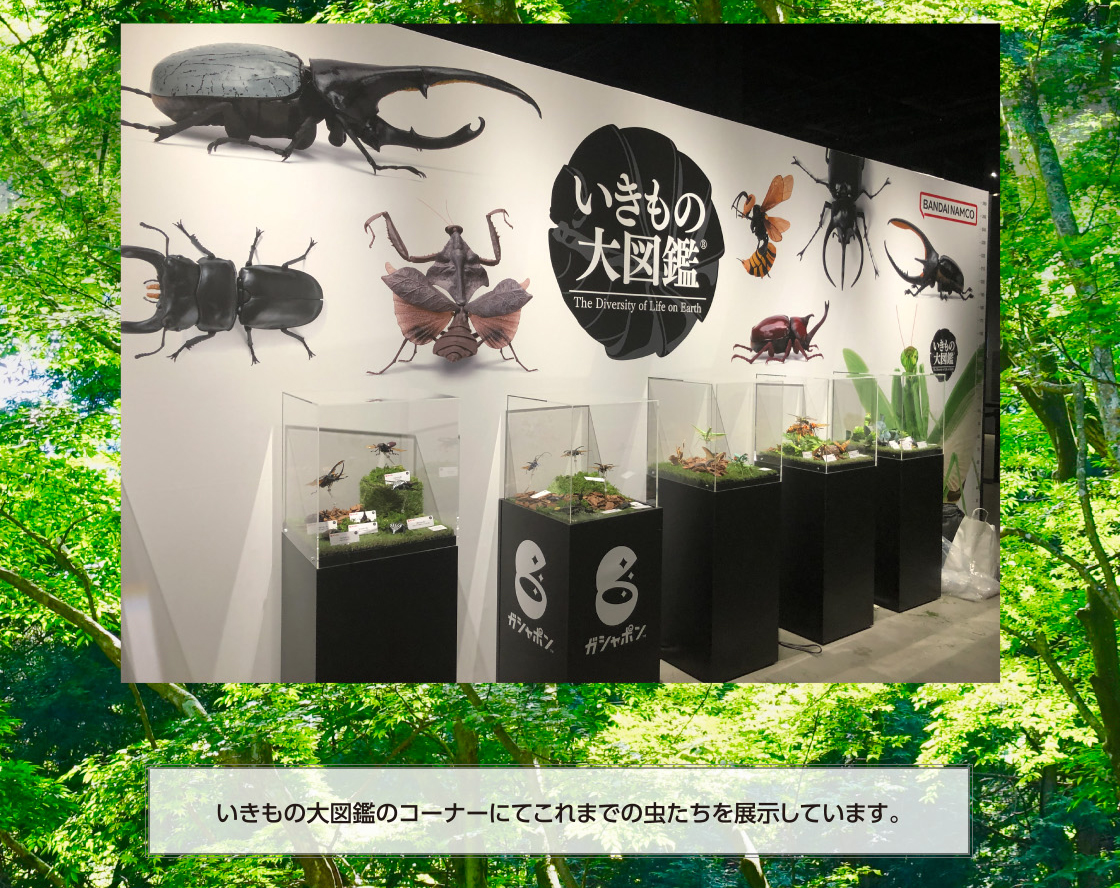 いきもの大図鑑のコーナーにてこれまでの虫たちを展示しています。
