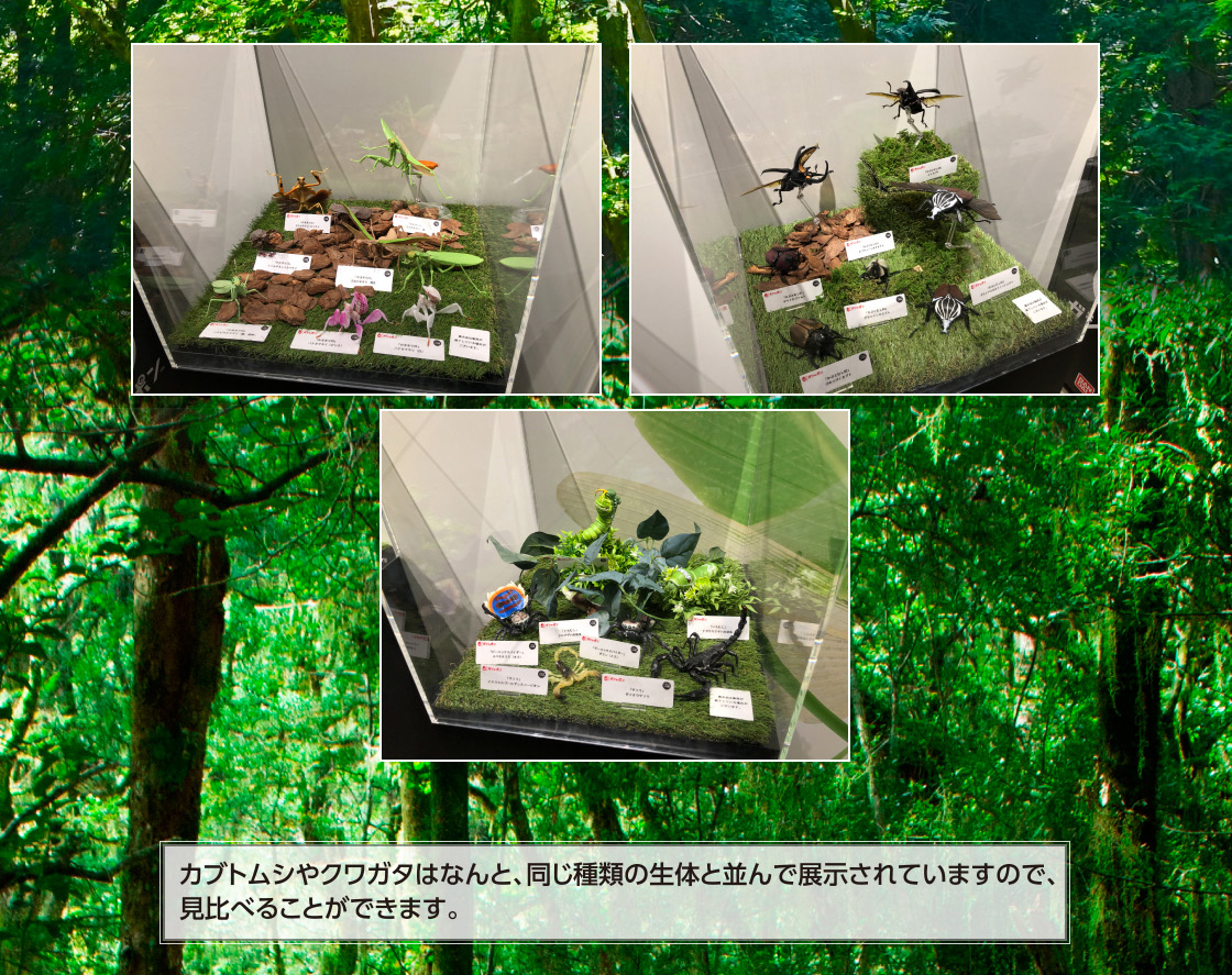 カブトムシやクワガタはなんと、同じ種類の生体を並んで展示されていますので、見比べることができます。