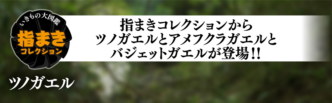 指まきコレクションからツノガエルとアメフクラガエルとバジェットガエルが登場！