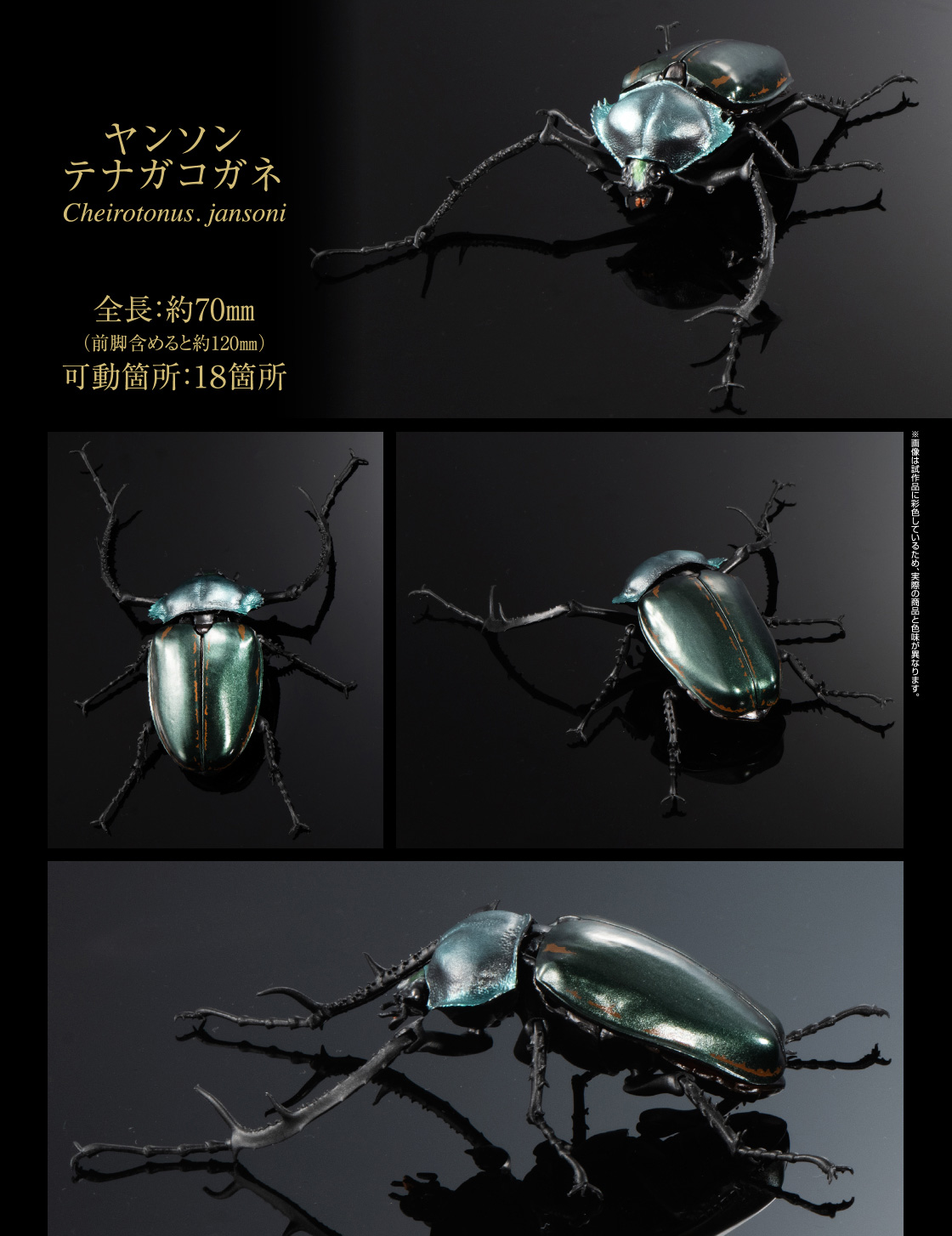 ヤンソンテナガコガネ