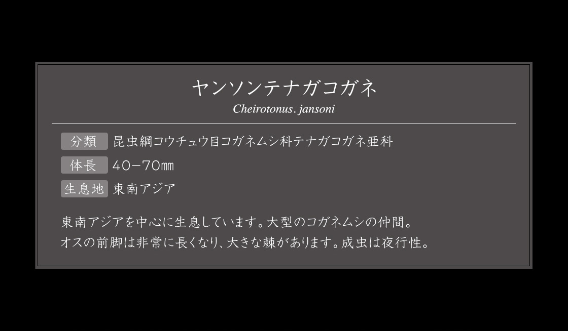 ヤンソンテナガコガネ 説明