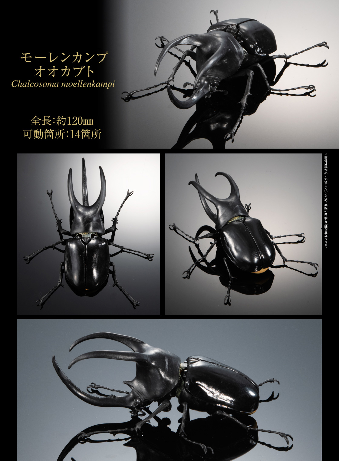 モーレンカンプオオカブト
