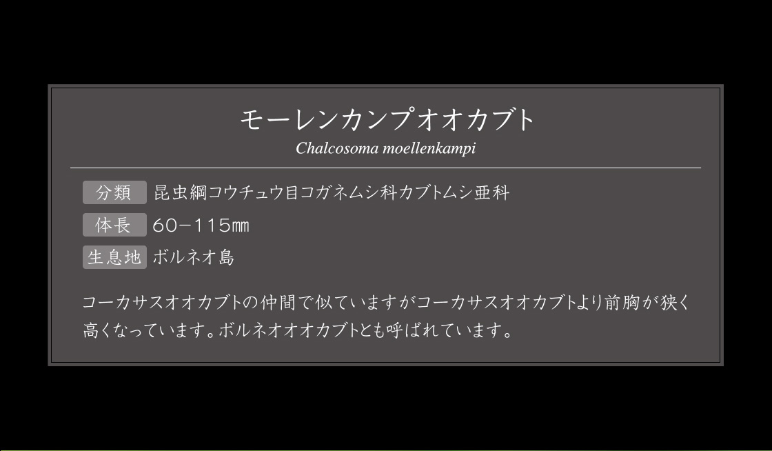 モーレンカンプオオカブト 説明