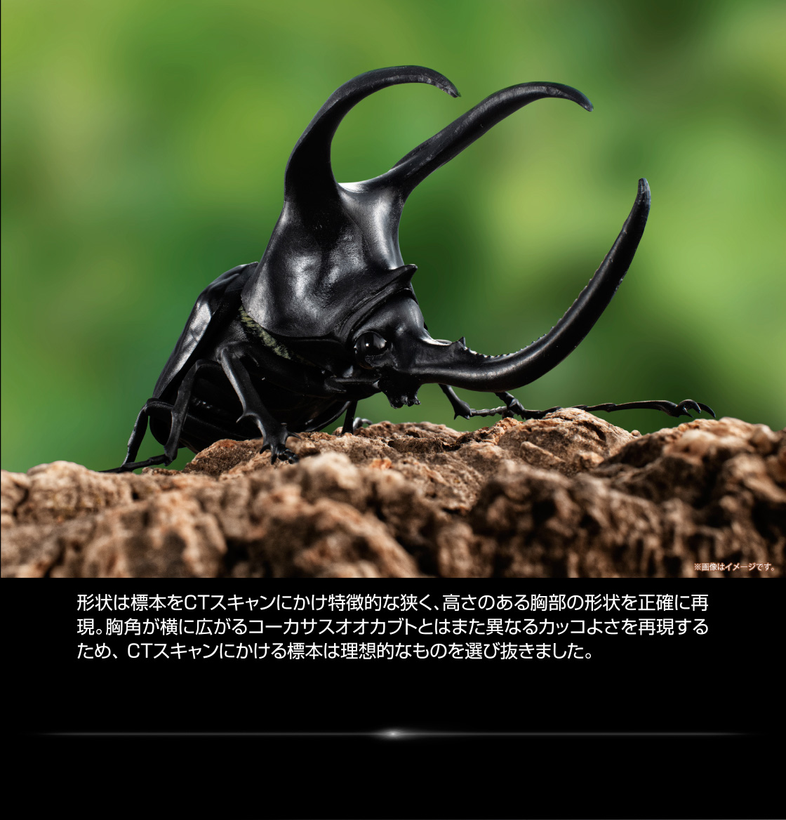 形状は標本をCTスキャンにかけ特徴的な狭く、高さのある胸部の形状を正確に再現。