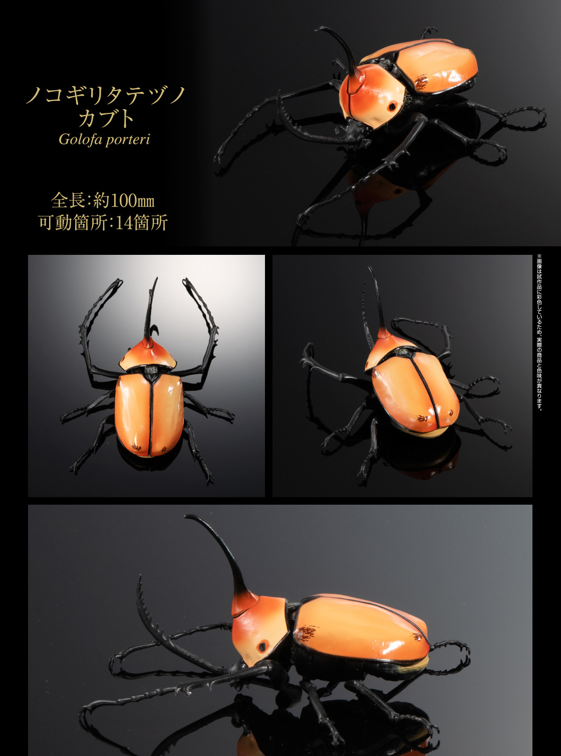 ノコギリタテヅノカブト