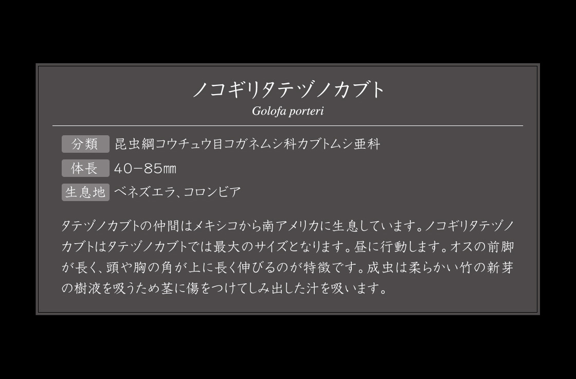 ノコギリタテヅノカブト 説明