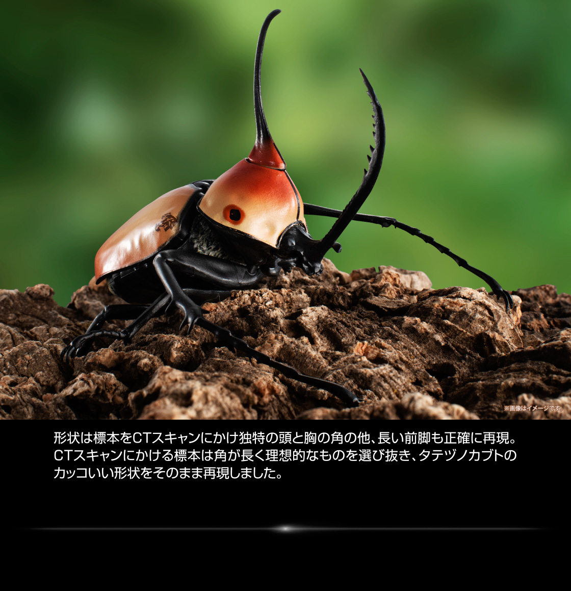 形状は標本をCTスキャンにかけ独特の頭と胸の角の他、長い前脚も正確に再現。