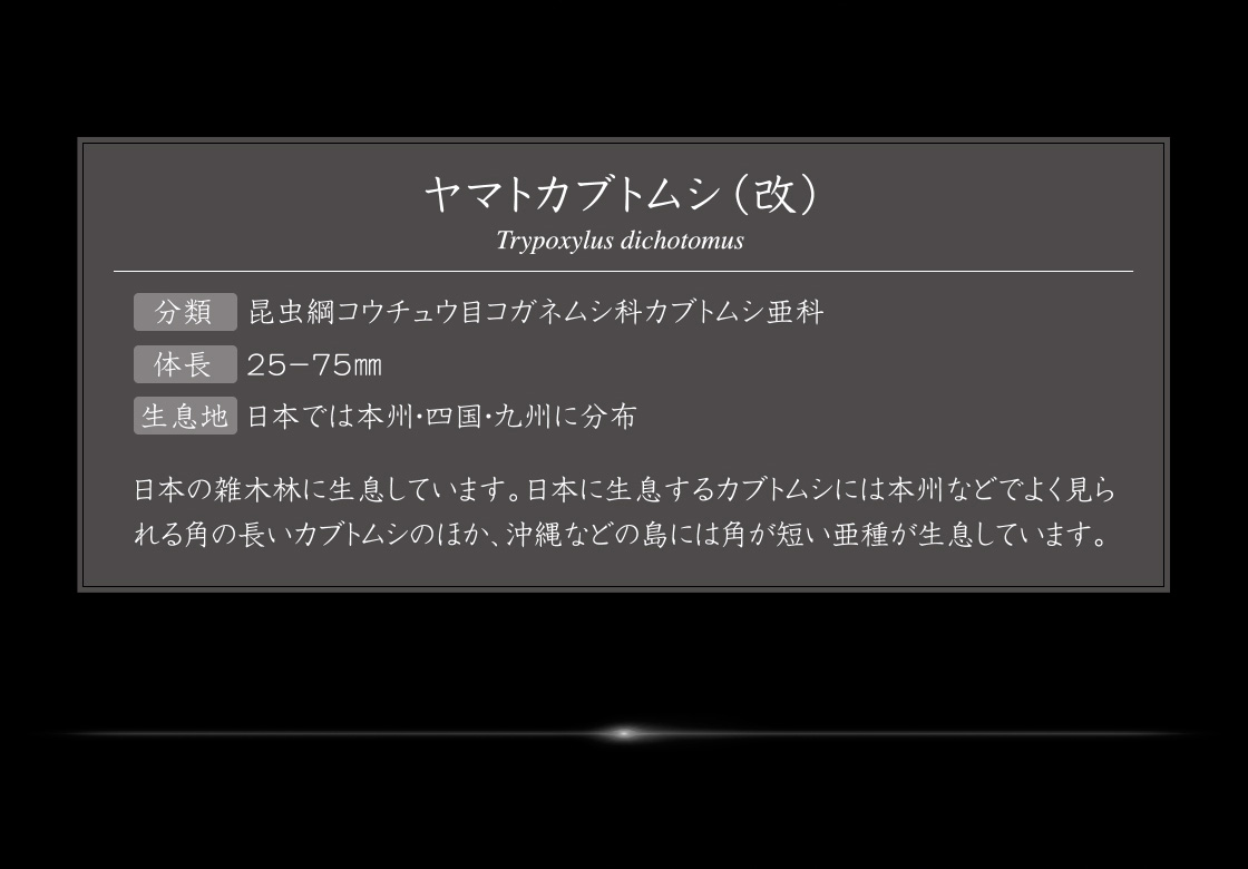 ヤマトカブトムシ（改） 説明
