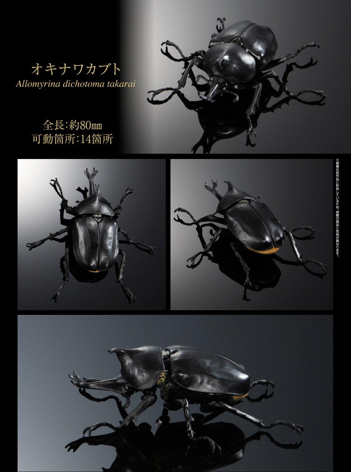 オキナワカブト