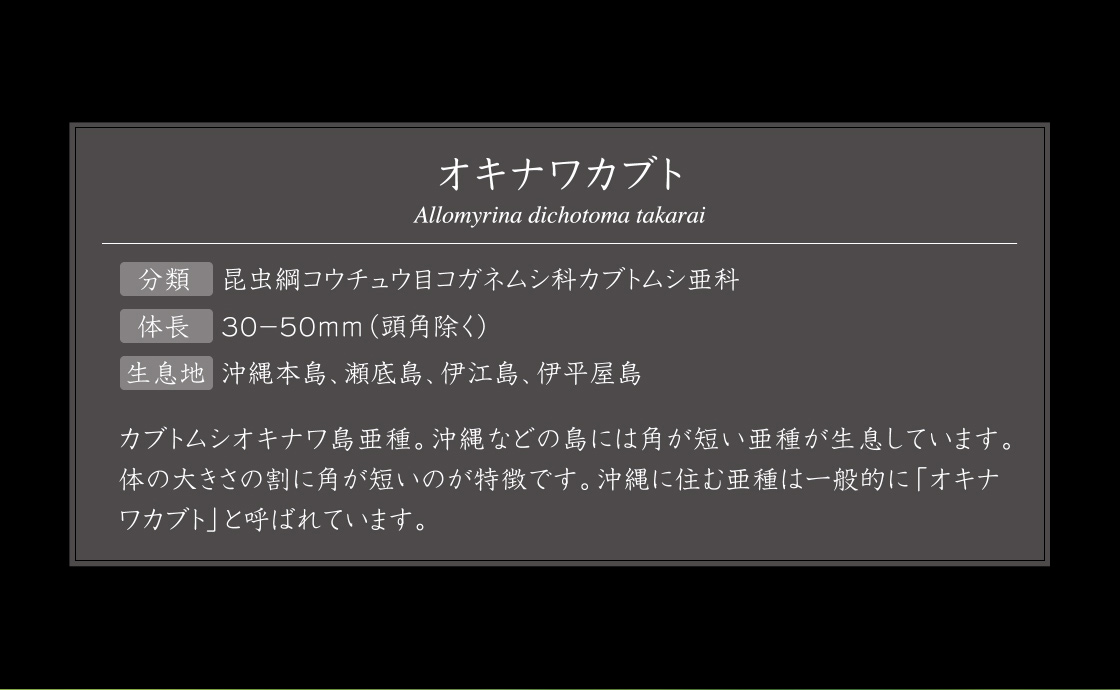オキナワカブト 説明