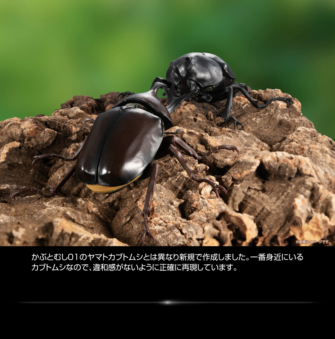かぶとむし01のヤマトカブトムシとは異なり新規で作成しました。