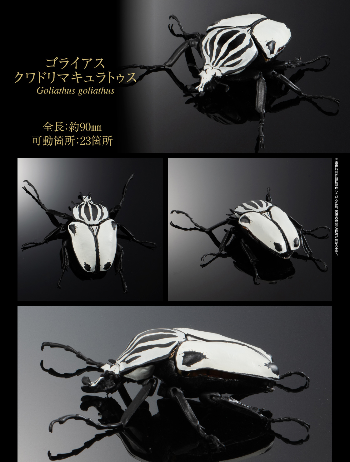 ゴライアスクワドリマキュラトゥス