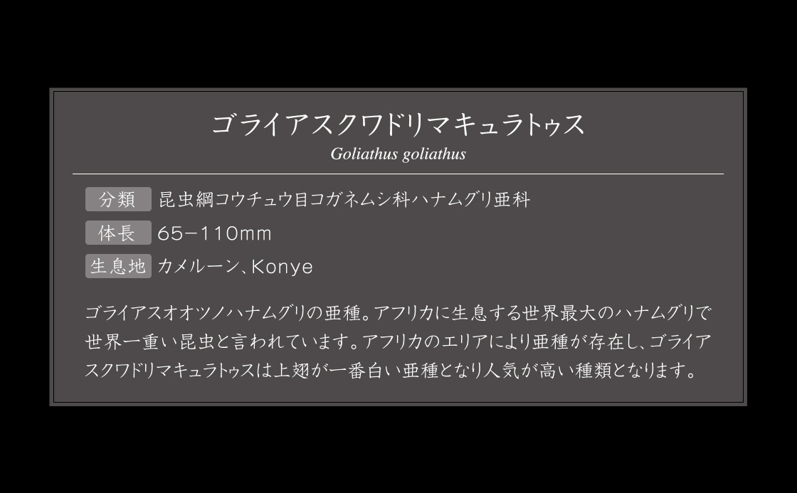 ゴライアスクワドリマキュラトゥス 説明
