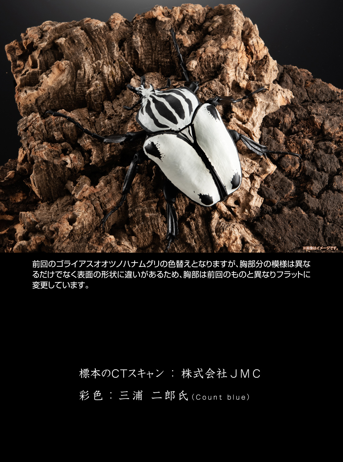 前回のゴライアスオオツノハナムグリの色替えとなりますが、胸部分の模様は異なるだけでなく表面の形状に違いがあるため、胸部は前回のものとは異なりフラットに変更しています。
