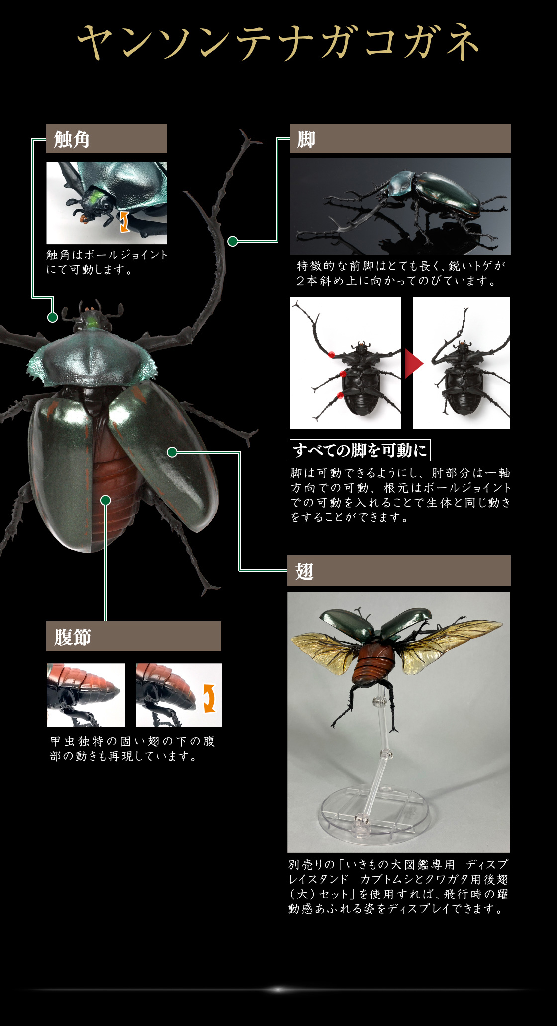ヤンソンテナガコガネ