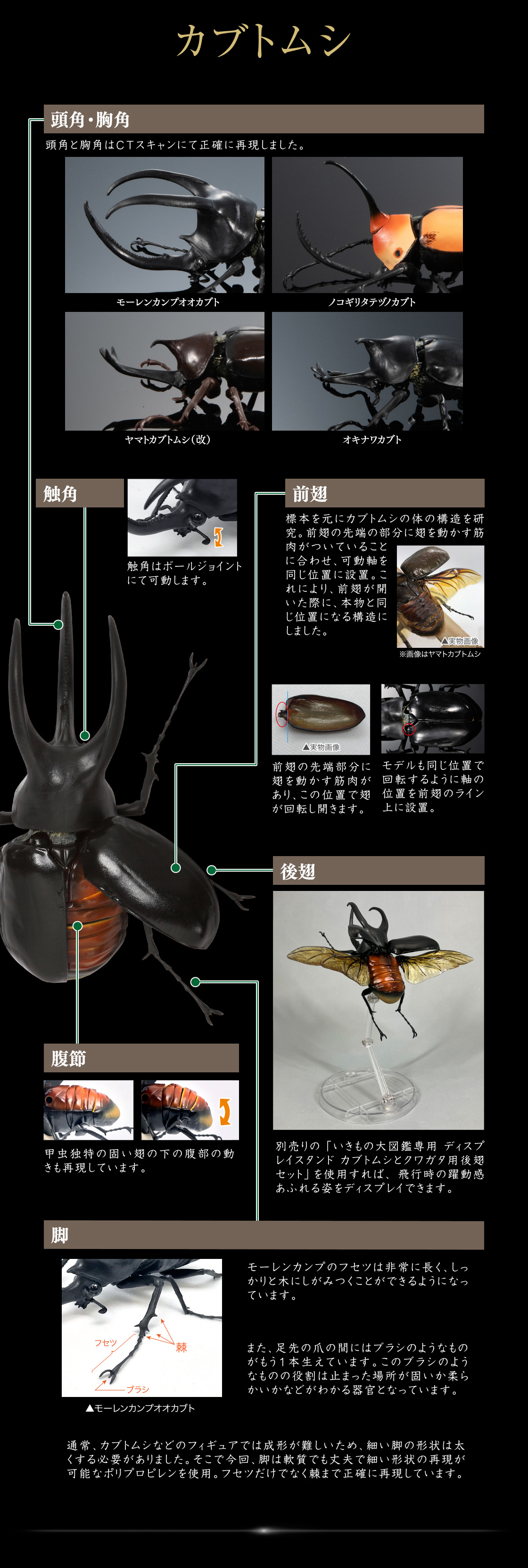 カブトムシ