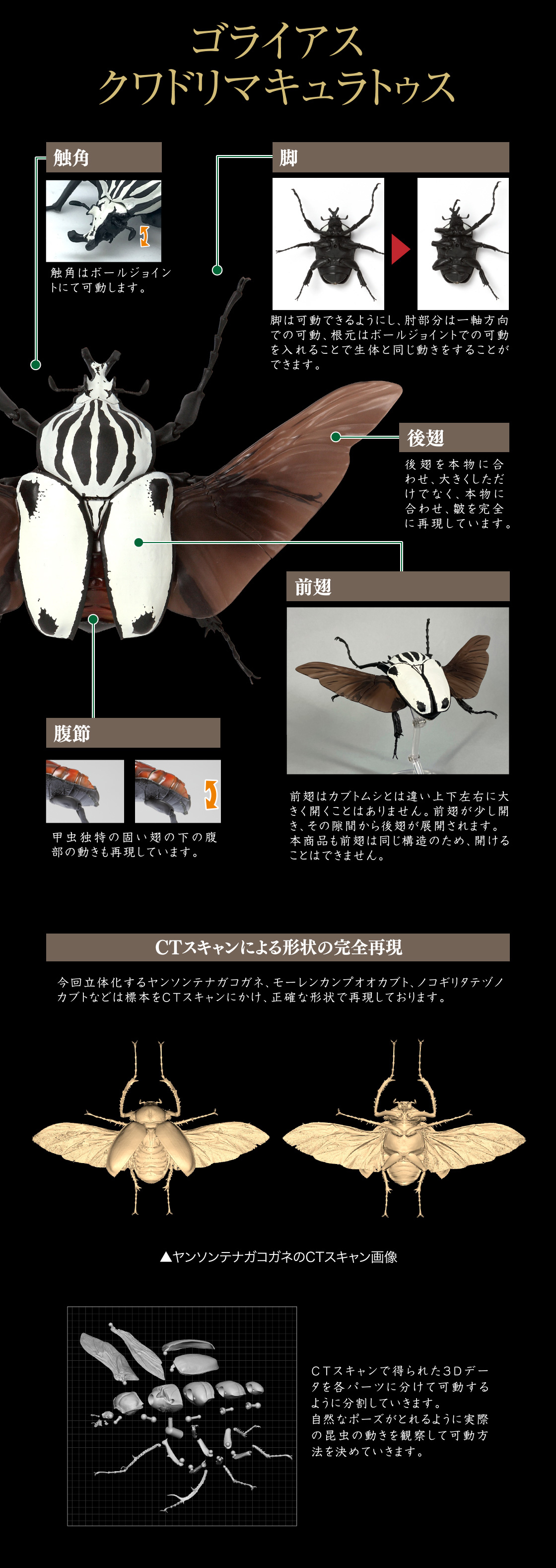 ゴライアスクワドリマキュラトゥス