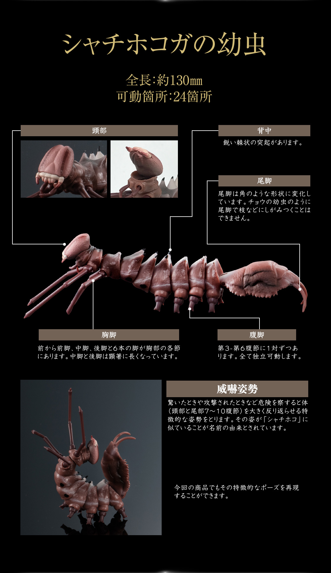 シャチホコガの幼虫 全長：約130mm 可動箇所：24箇所