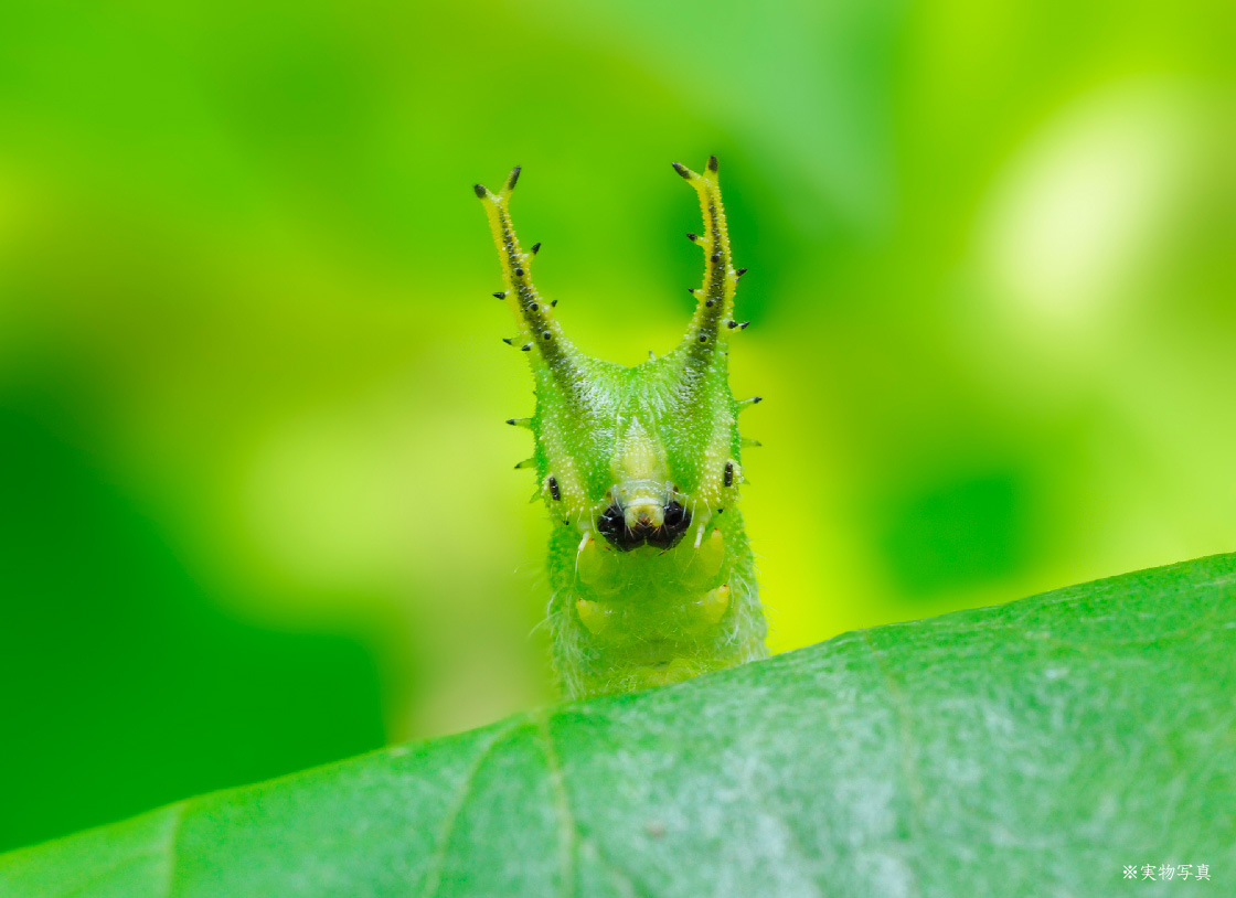 オオムラサキの幼虫イメージ