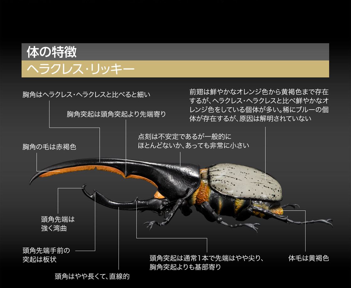 いきもの大図鑑プレミアム ヘラクレスオオカブト（ヘラクレス ...