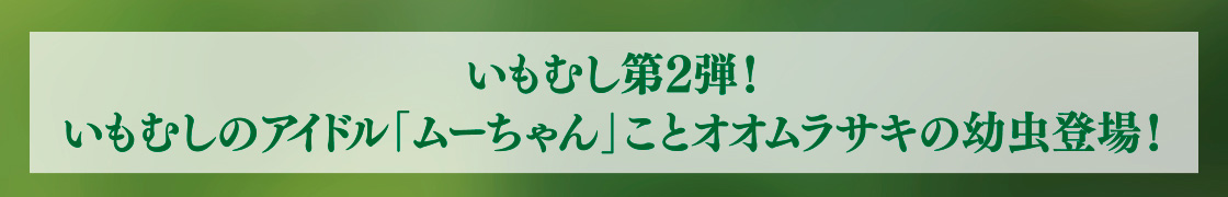 いもむし第2弾！いもむしのアイドル「ムーちゃん」ことオオムラサキの幼虫登場！