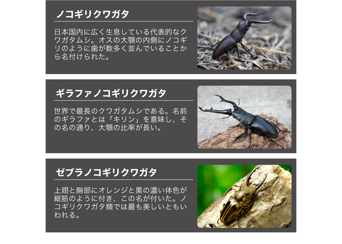 クワガタムシ いきもの大図鑑 ガシャポンオフィシャルサイト クワガタムシ いきもの大図鑑 ガシャポンオフィシャルサイト