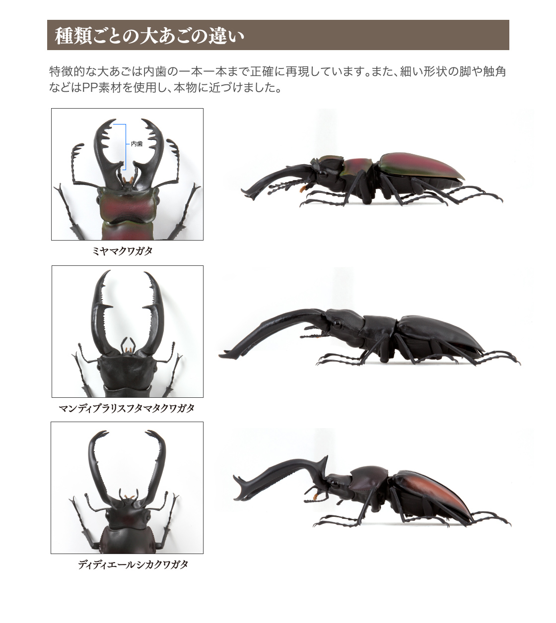 種類ごとの大あごの違い