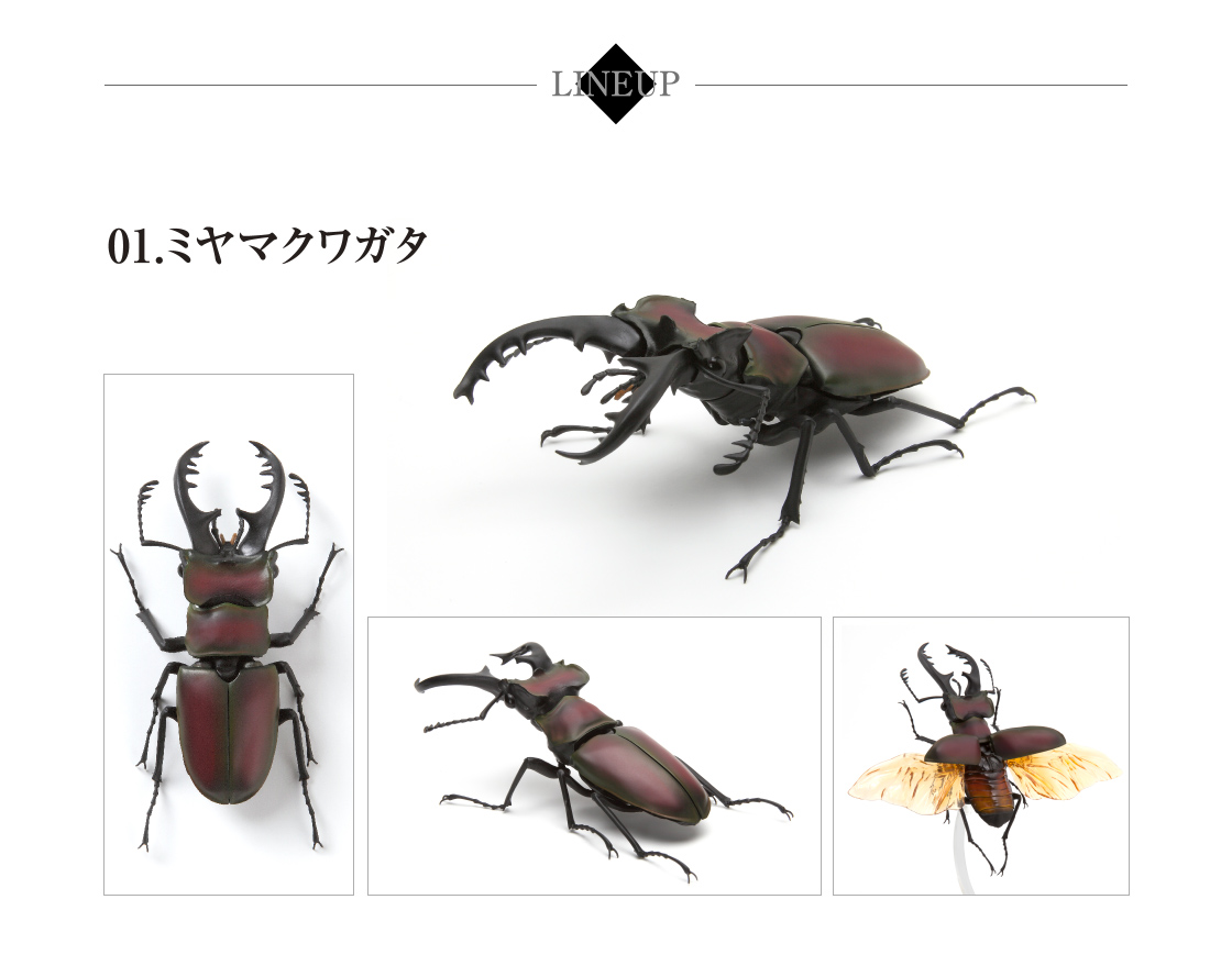 くわがた02 いきもの大図鑑 ガシャポンワールド くわがた02 いきもの大図鑑 ガシャポンワールド