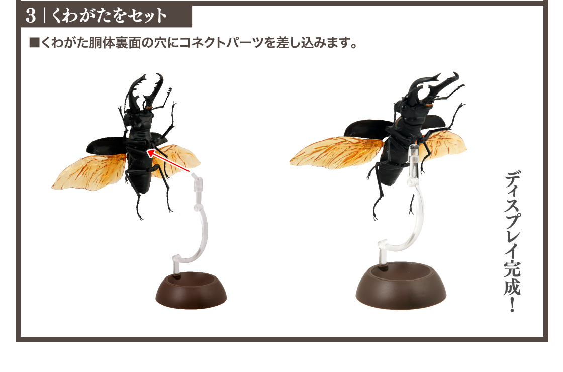 くわがた02 いきもの大図鑑 ガシャポンオフィシャルサイト くわがた02 いきもの大図鑑 ガシャポンオフィシャルサイト