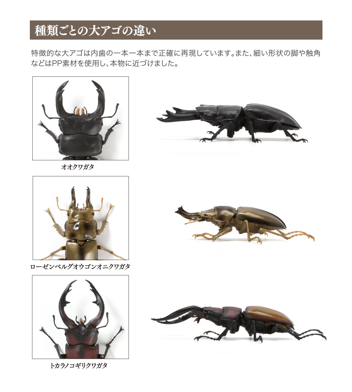 くわがた03 いきもの大図鑑 ガシャポンオフィシャルサイト くわがた03 いきもの大図鑑 ガシャポンオフィシャルサイト