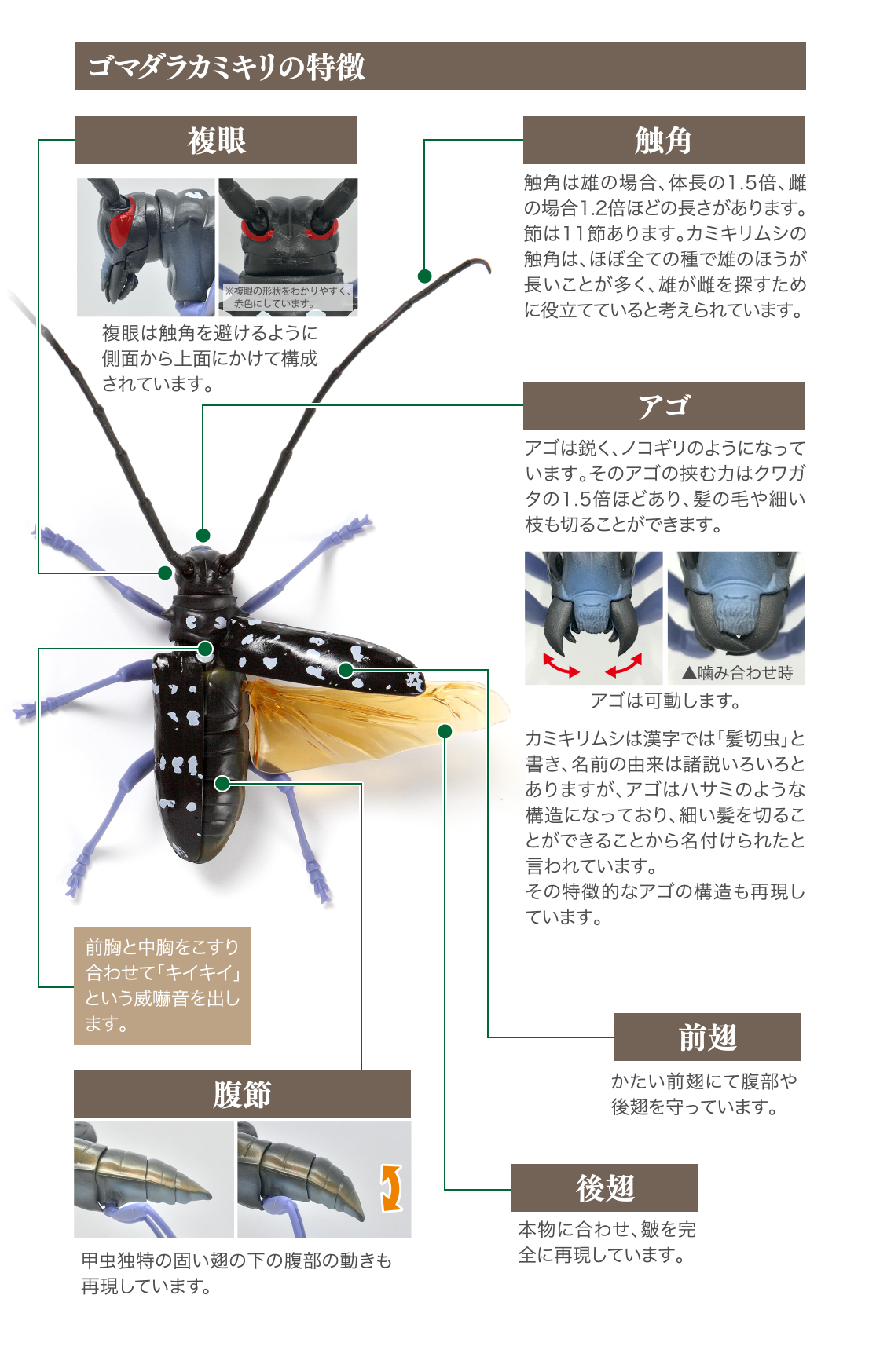 限定価格セール いきもの大図鑑くわがた04 05 ゴマダラカミキリ 内袋未開封 Www Anavara Com 限定価格セール いきもの大図鑑くわがた04 05 ゴマダラカミキリ 内袋未開封 Www Anavara Com