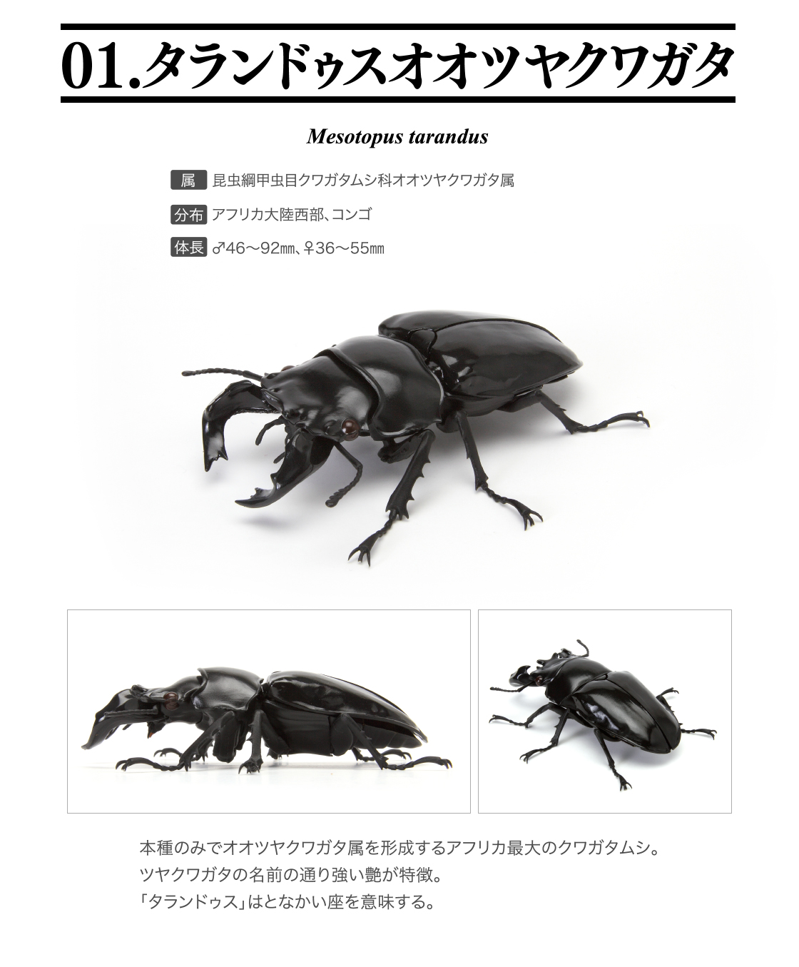 いきもの大図鑑 くわがた04 いきもの大図鑑 ガシャポンオフィシャルサイト いきもの大図鑑 くわがた04 いきもの大図鑑 ガシャポンオフィシャルサイト