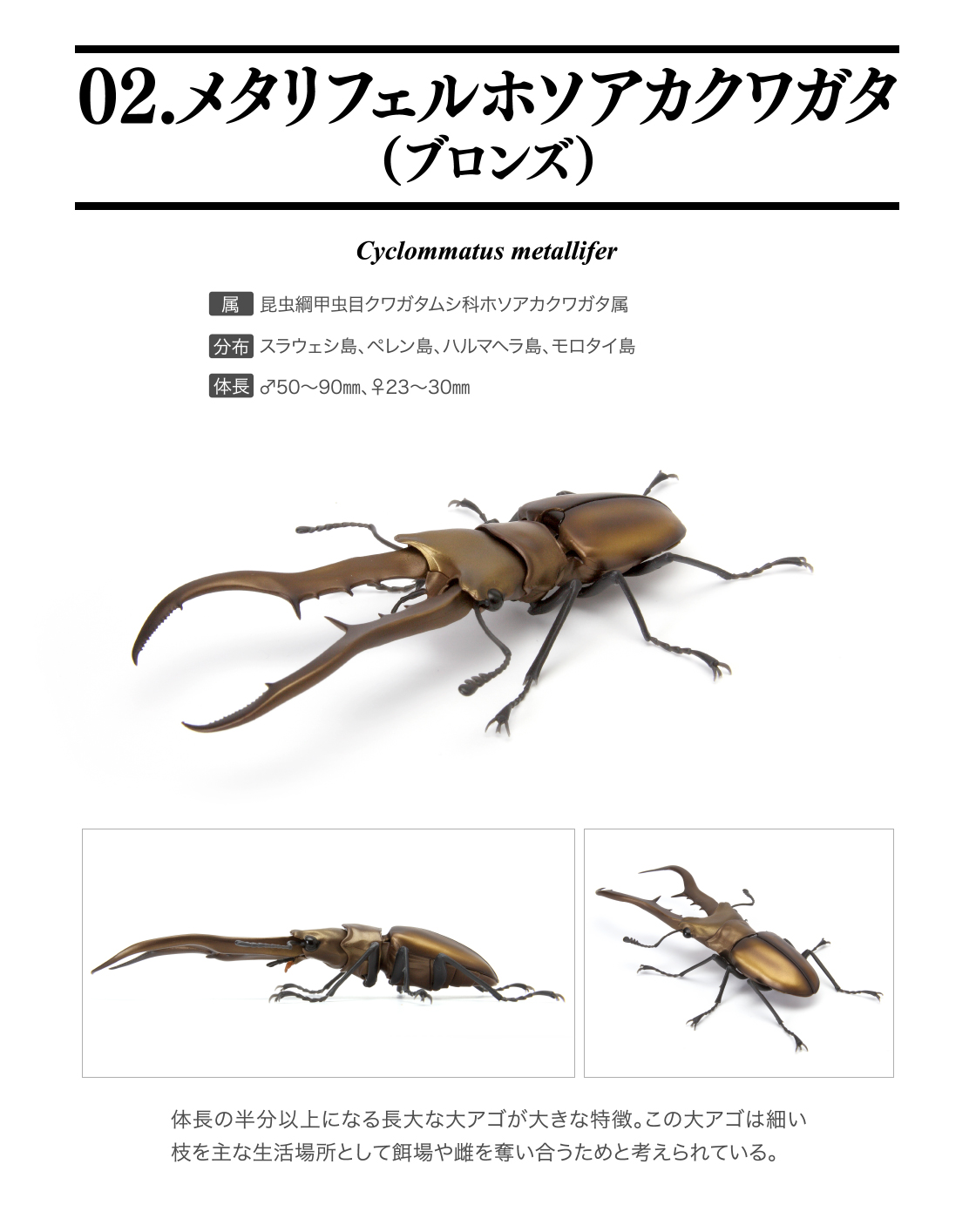 雌雄モザイク】メタリフェルホソアカクワガタ ペレン産 成虫 - 虫類