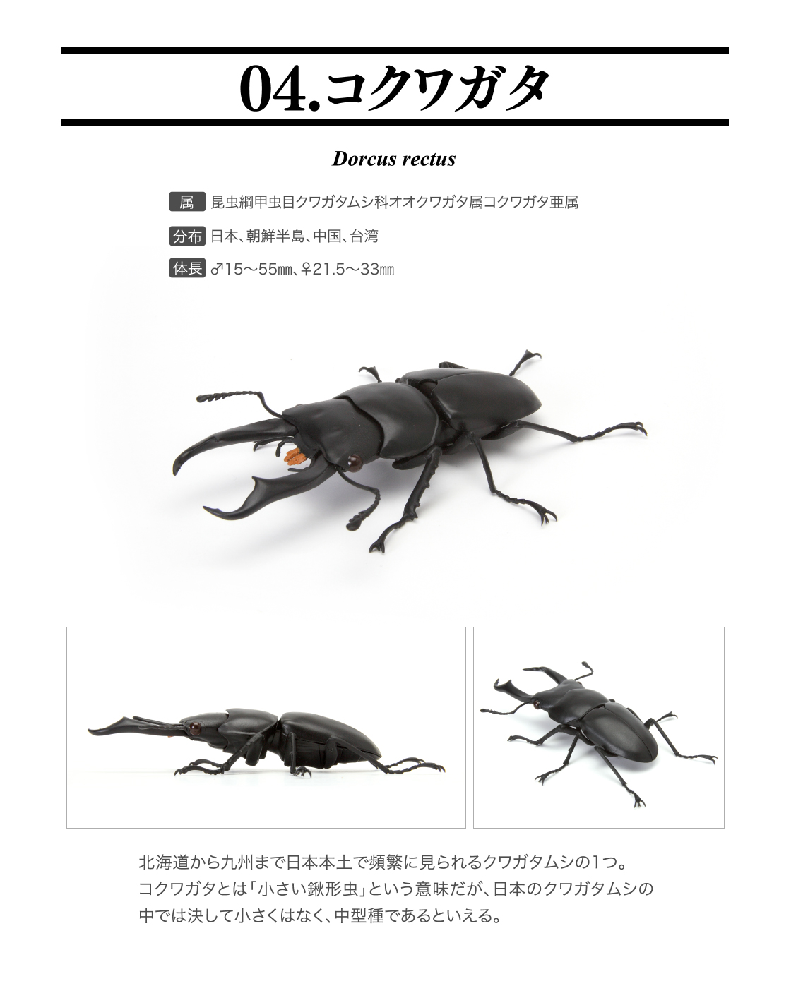 いきもの大図鑑 くわがた06  4種類セット