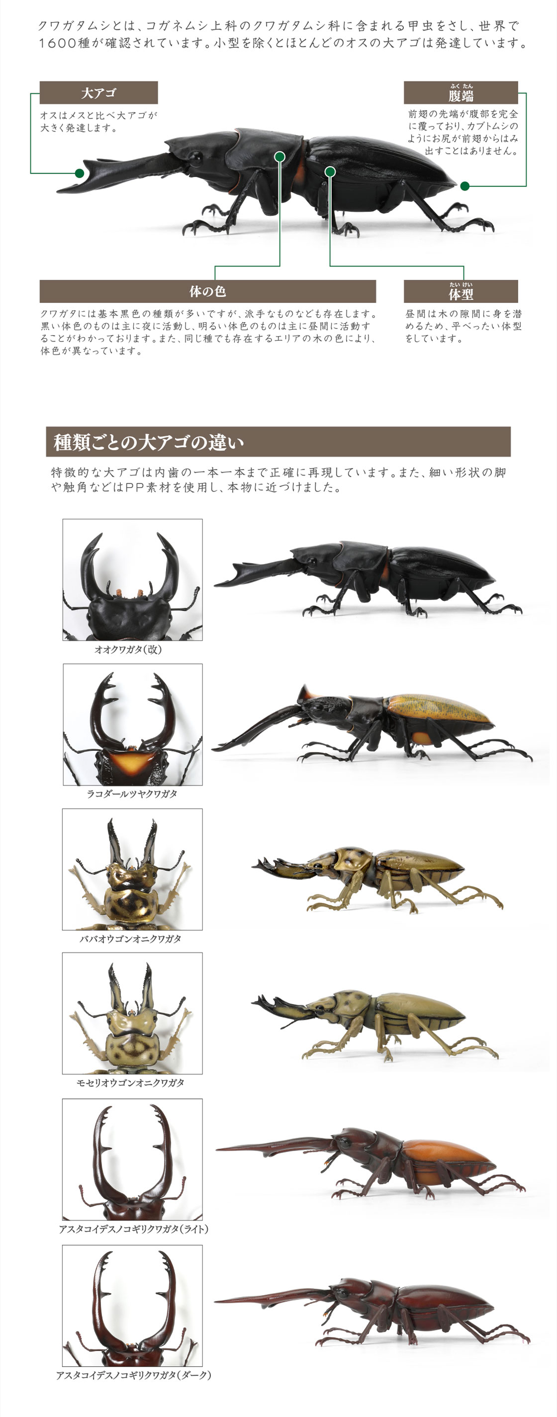 大アゴ 腹端 体の色 体型 種類ごとの大アゴの違い