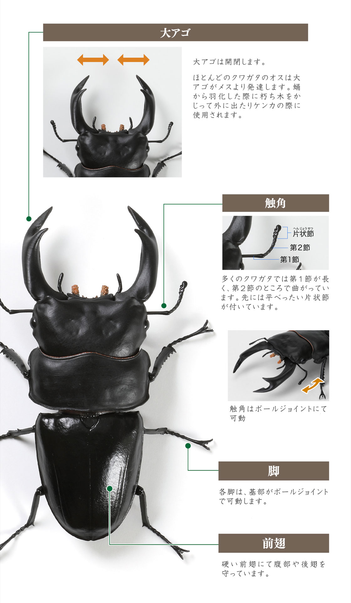 大アゴ 触角 脚 前翅