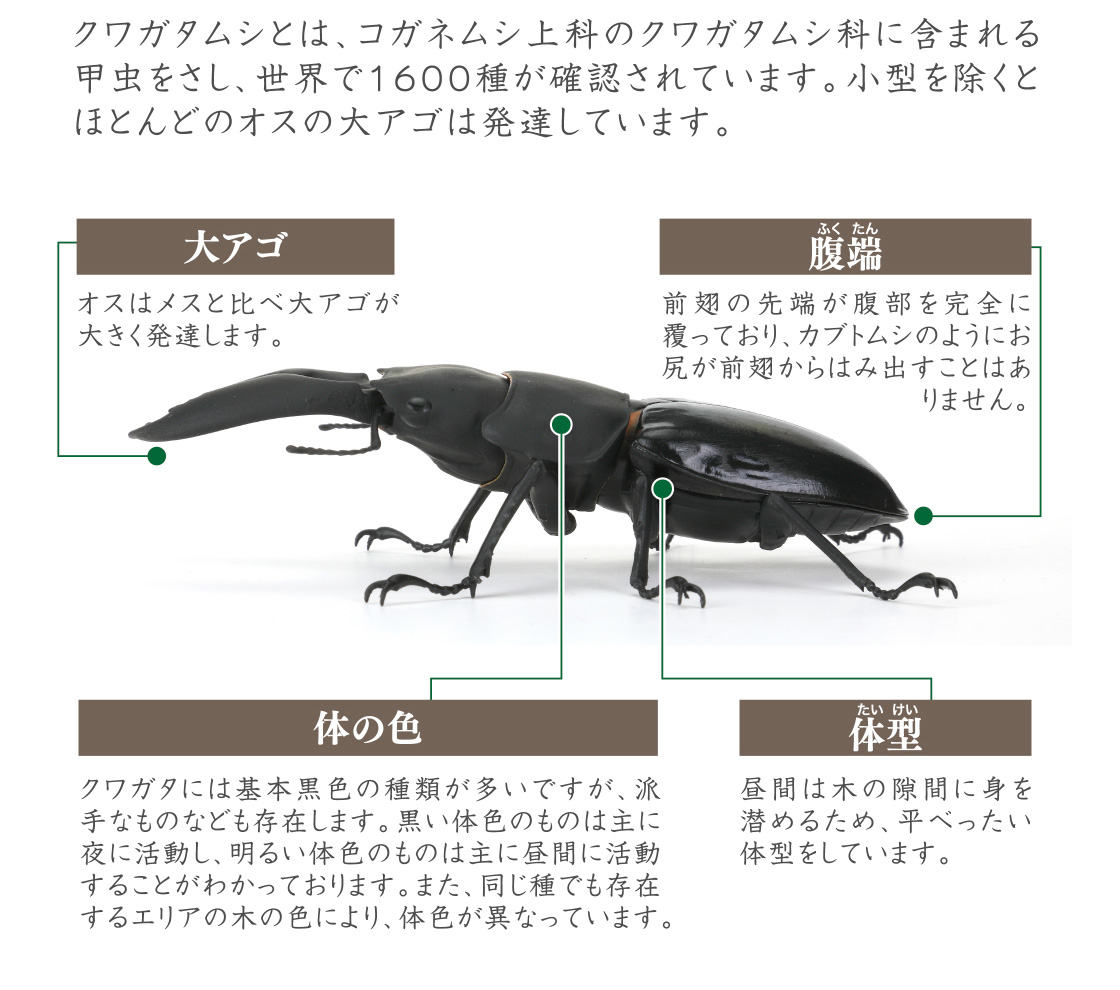 大アゴ 腹端 体の色 体型