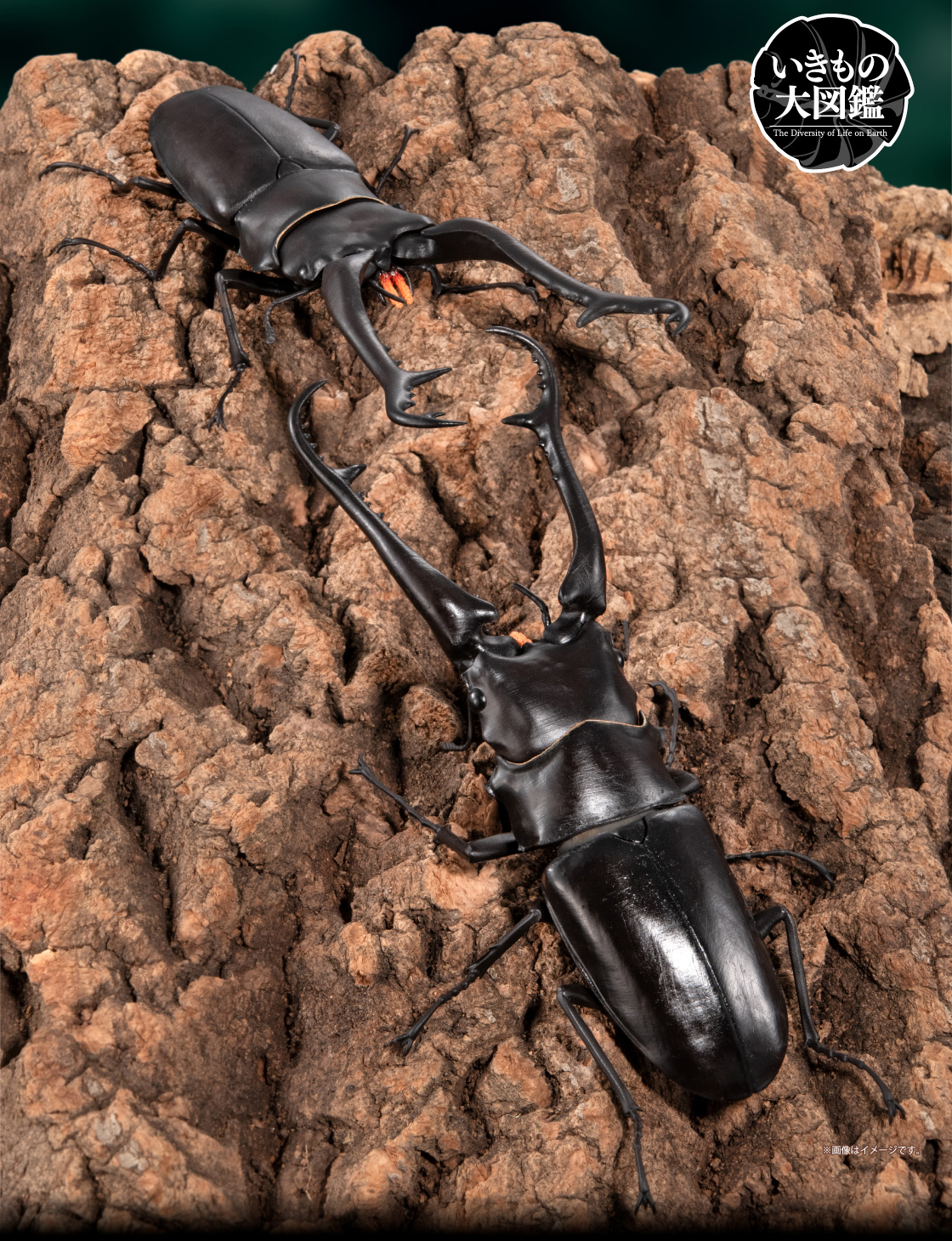 いきもの大図鑑 くわがた11 樹皮台座（小）セット｜いきもの大図鑑