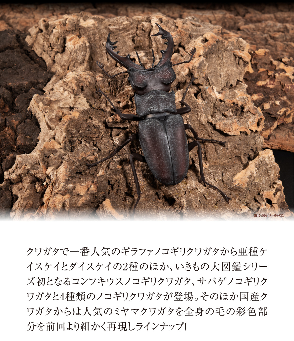 クワガタで一番人気のギラファノコギリクワガタから亜種ケイスケイとダイスケイの2種のほか、いきもの大図鑑シリーズ初となるコンフキウスノコギリクワガタ、サバゲノコギリクワガタと4種類のノコギリクワガタが登場。そのほか国産クワガタからは人気のミヤマクワガタを全身の毛の彩色部分を前回より細かく再現しラインナップ！