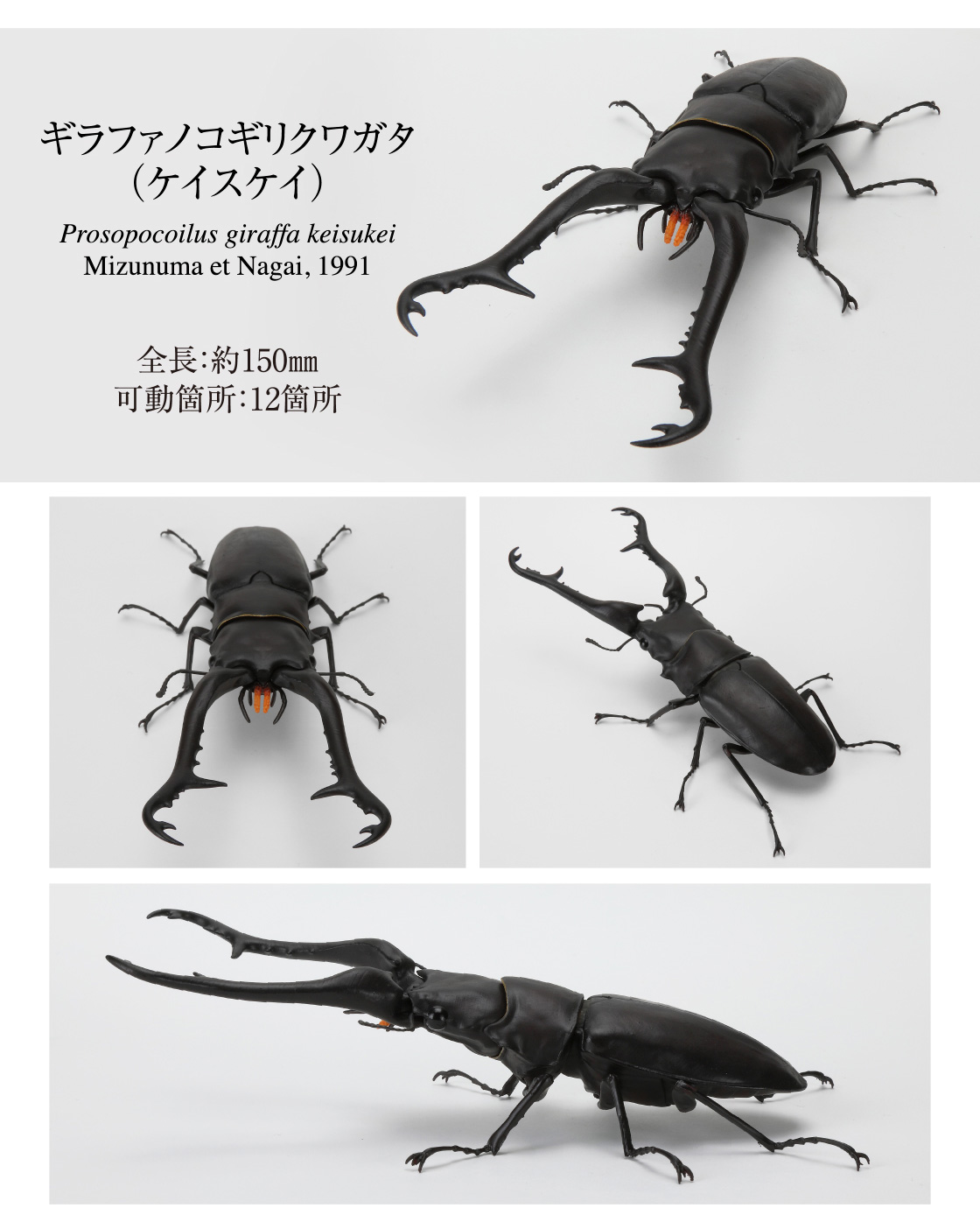 ギラファノコギリクワガタ(ケイスケイ)