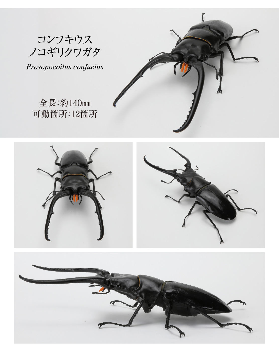 いきもの大図鑑 くわがた11 樹皮台座（小）セット｜いきもの大図鑑