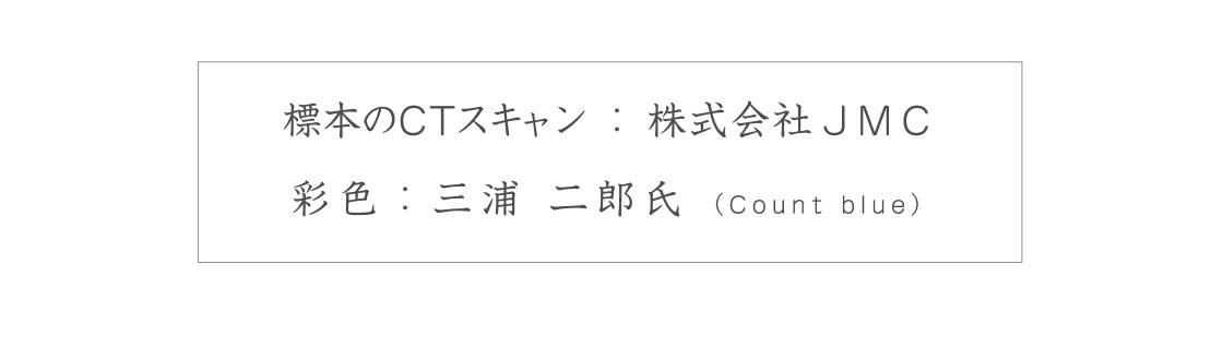 標本のCTスキャン：株式会社JMC 彩色：三浦 二郎氏(Count blue)