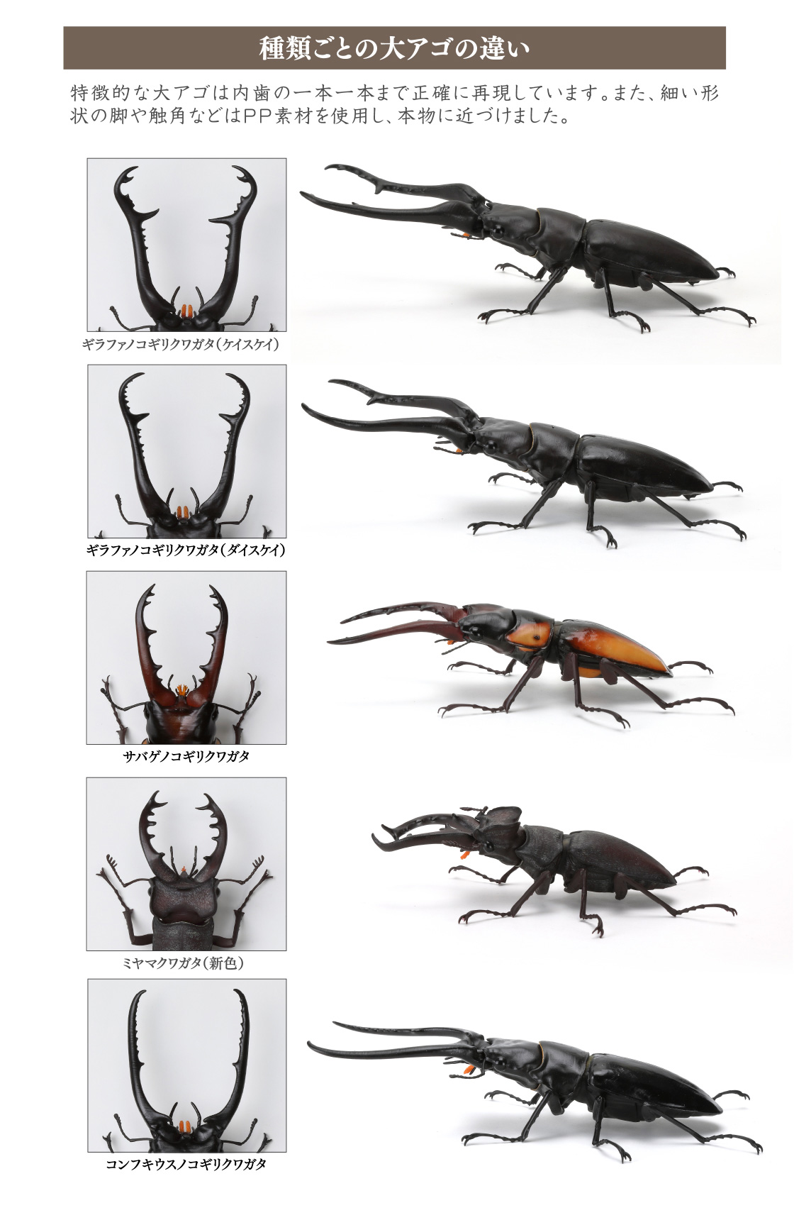 種類ごとの大アゴの違い