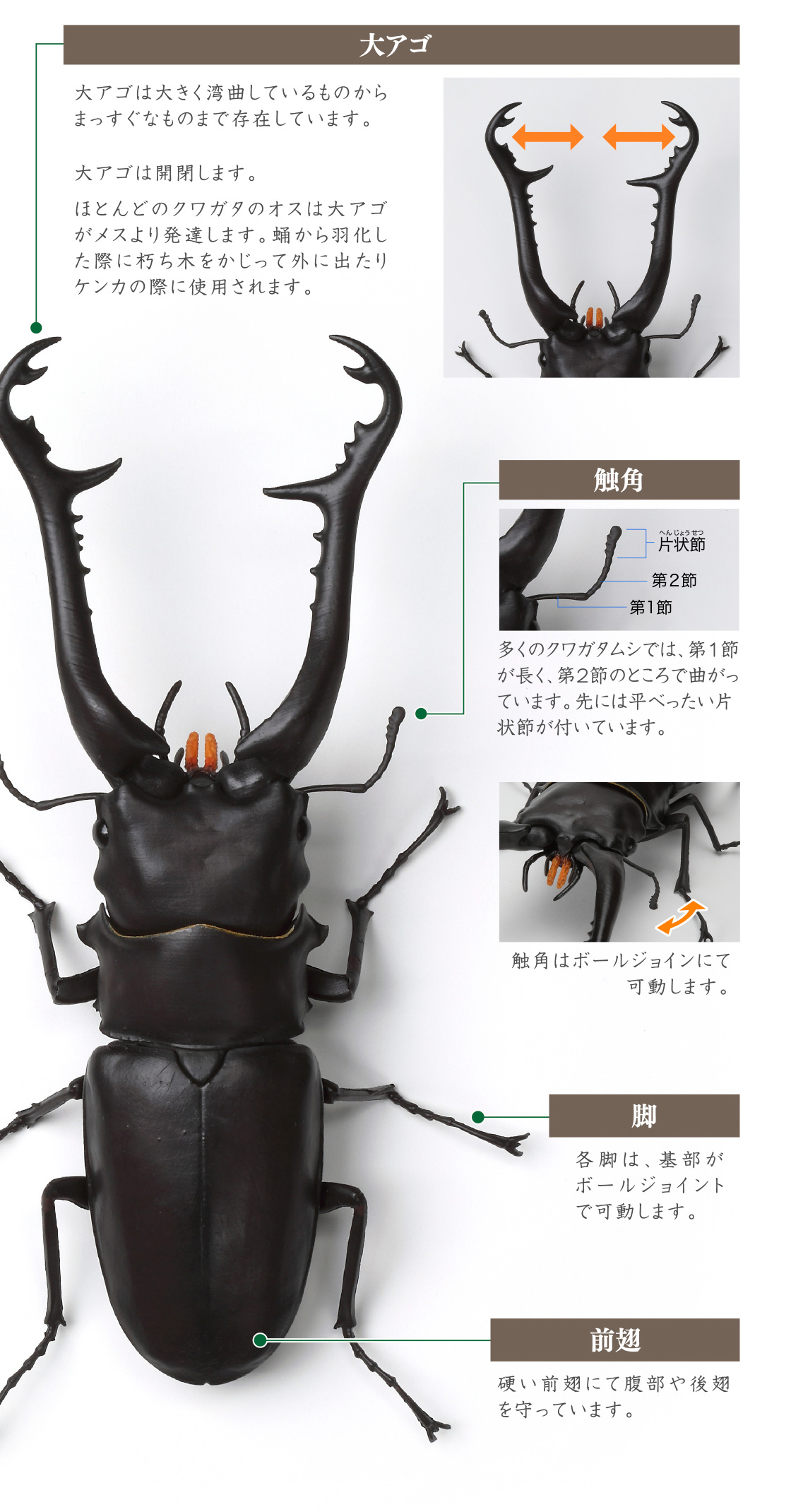 大アゴ 触角 脚 前翅