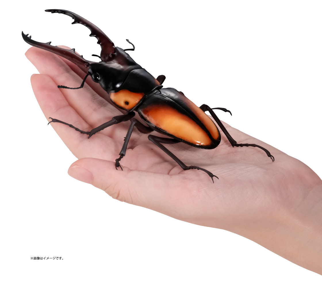 サバゲノコギリクワガタ ※画像はイメージです。
